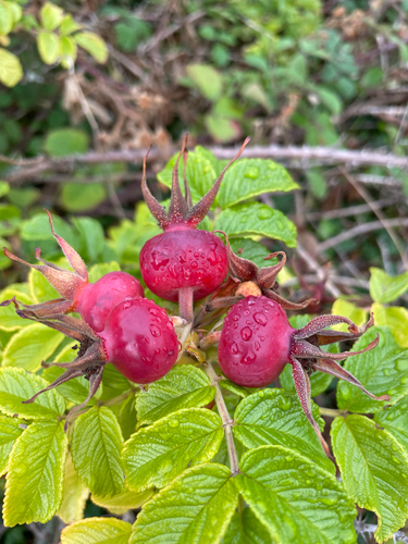 rugosa rose