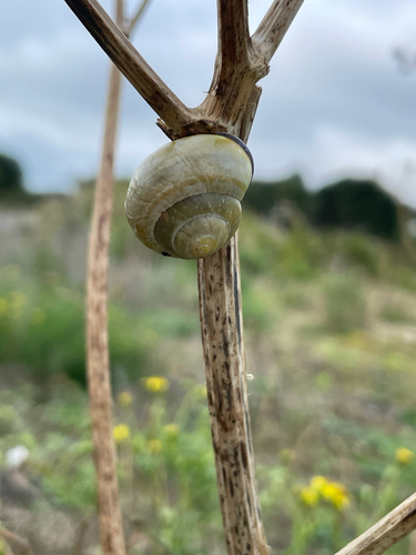 Brown-lipped Snail