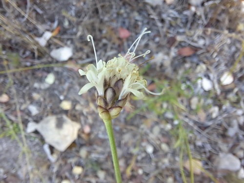 Cephalaria leucantha