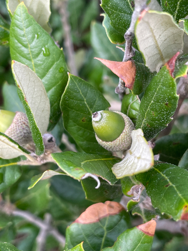 Holm oak