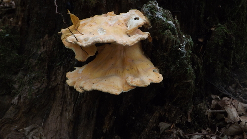 chicken of the woods