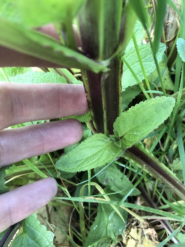 Water Figwort
