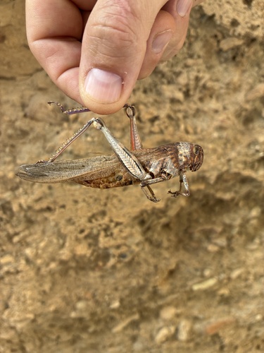 Egyptian Bird Grasshopper