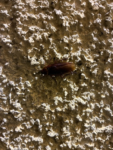 American Cockroach