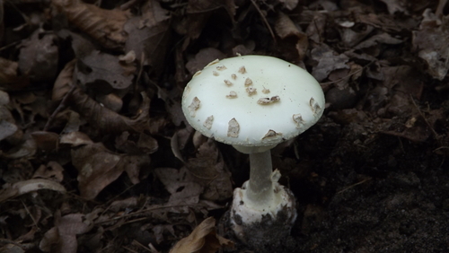 False Death-cap