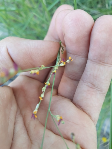 Torpedo grass