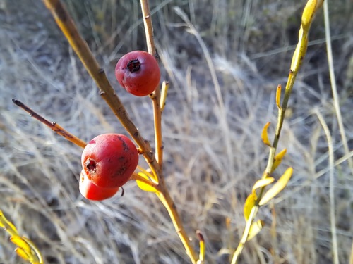 Poet's Cassia