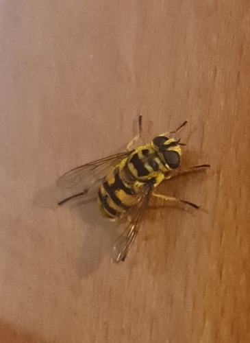 Yellow-haired Sun Fly
