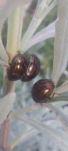 Rosemary Beetle