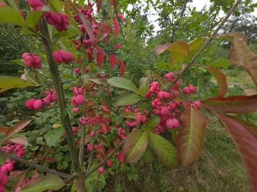 Spindle