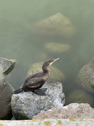 Great Cormorant