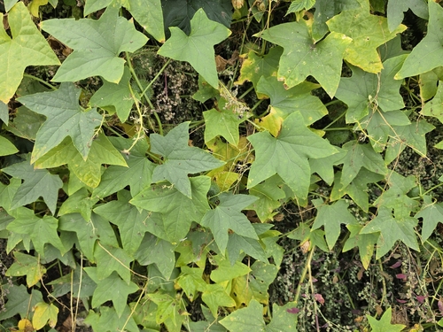 prickly cucumber