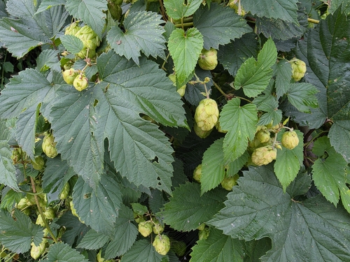 common hops