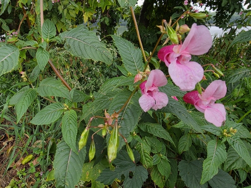 Himalayan balsam