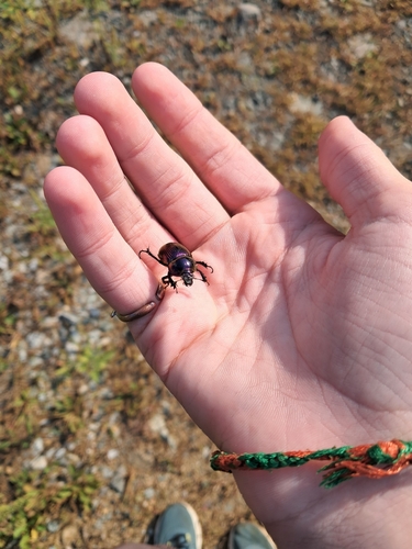 Japanese Earth-boring Dung Beetle