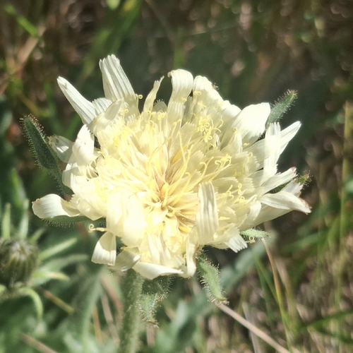 Chicory-leaved hawkweed