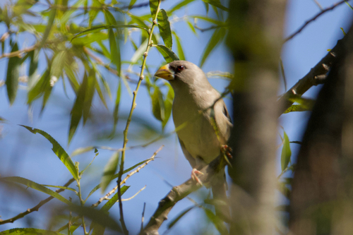 Yellow-billed Grosbeak