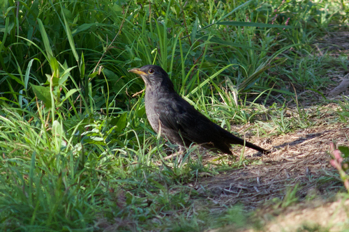 Chinese Blackbird