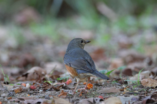 Grey-backed Thrush