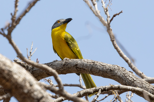 Grey-headed Bushshrike