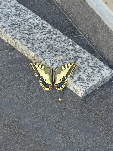 Old World Swallowtail