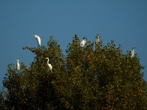 Great Egret
