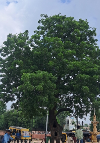 Neem