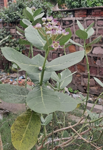 giant milkweed