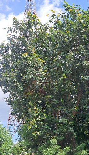 Indian banyan