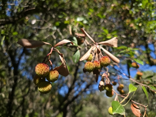 strawberry tree