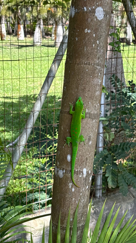 Madagascar Giant Day Gecko