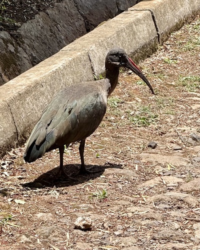 Hadada Ibis