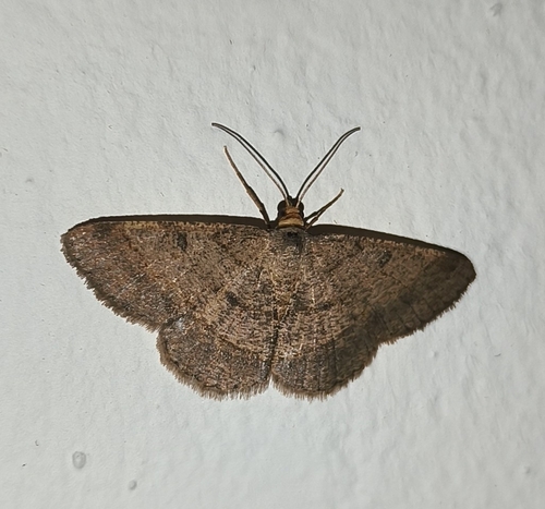 Peahen Moth