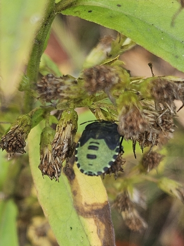Green Shield Bug