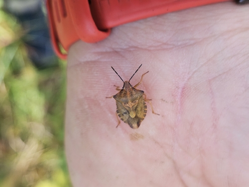 Black-shouldered Shieldbug