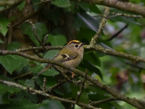 Goldcrest