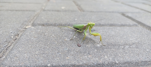 Transcaucasian Giant Mantis