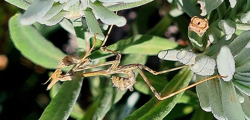 Mediterranean Conehead Mantis