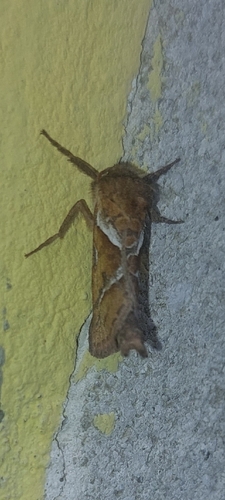Orange Swift