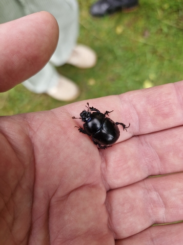 Woodland Dor Beetle
