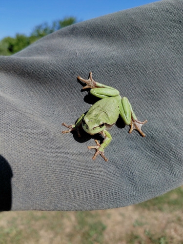 European Tree Frog