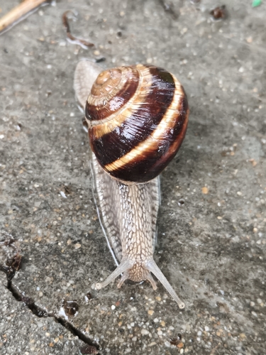 Turkish Snail