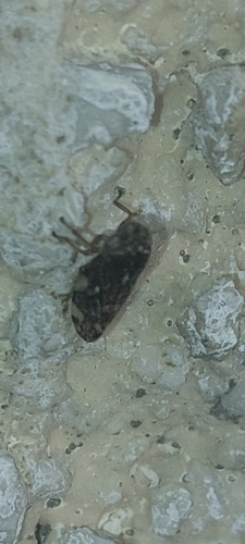 Meadow Spittlebug