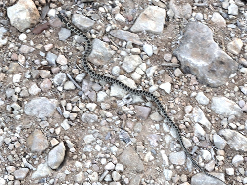 Horseshoe Whip Snake