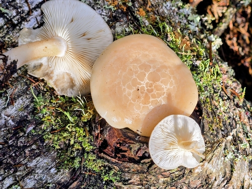 Beech Mushroom