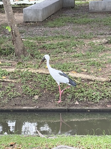 Asian Openbill