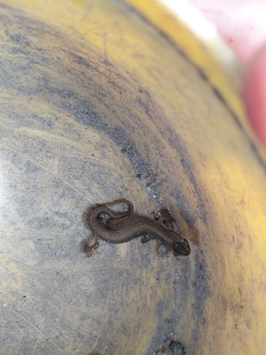 Smooth Newt