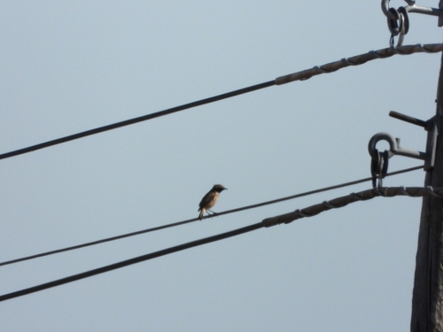 European Stonechat