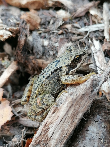 European Common Frog