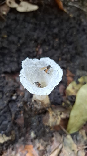 Heterotrigona erythrogastra